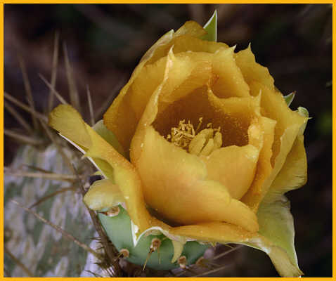 Texas Prickly Pear Cactus