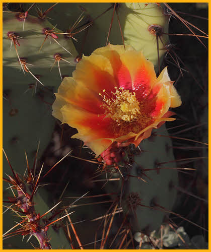 Spineyfruit Prickly Pear Cactus