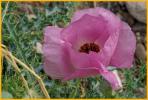 Pink Prickly Poppy