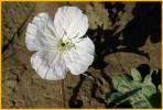 White-stem Evening Primrose