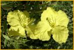 Yellow Primroses