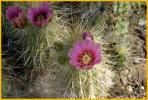 Robust Hedgehog cactus