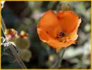 Coulters Globemallow