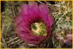 Golden-spined Hedgehog Cactus