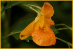Orange Jewelweed