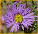 Tansey-aster