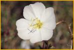 Pale Evening-primrose (White)