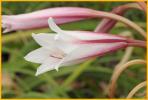 Prairie Lily