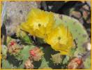 Engelmann Prickly Pear Cactus
