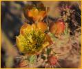 Buckhorn Cholla Cactus
