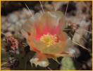 Tuberous Prickly Pear Cactus