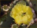 Prickly Pear Cactus with Bee