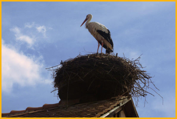 Stork in Nest on Roof