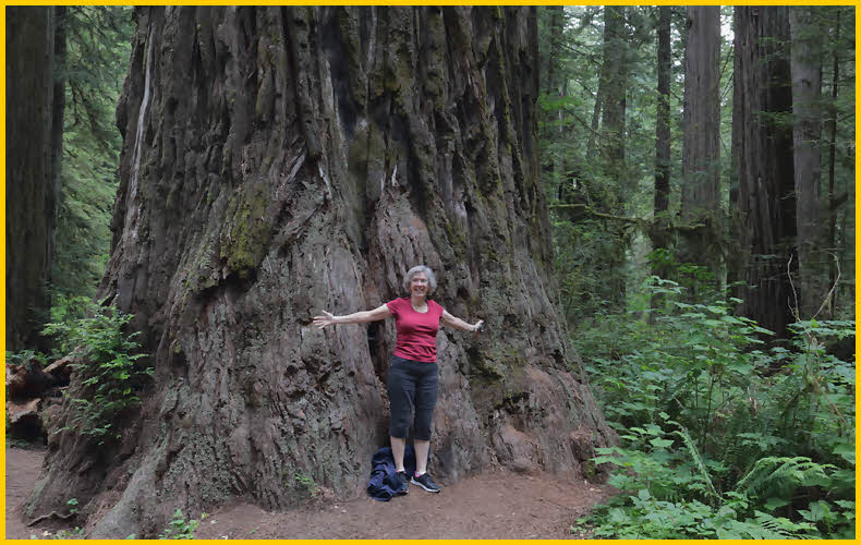 Redwoods are Huge