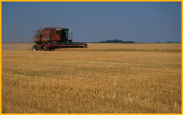 Grain Harvest