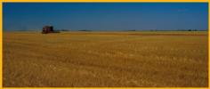 Grain Harvest