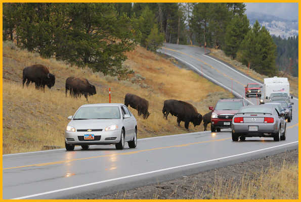 Buffalo Crossing Road