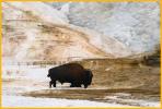Buffalo at Mammoth Terraces