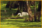 Great Egret in Big Cypress