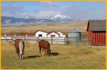Horses and Ranch Buildings