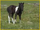 Dartmoor Pony Colt