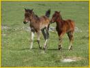 Dartmoor Pony Colts