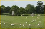 Avebury Stone Circle and Sheep