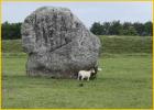 Avebury Stone Circle Stone and a Sheep