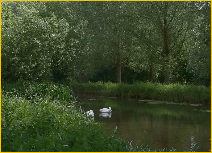 Swans on the Stream