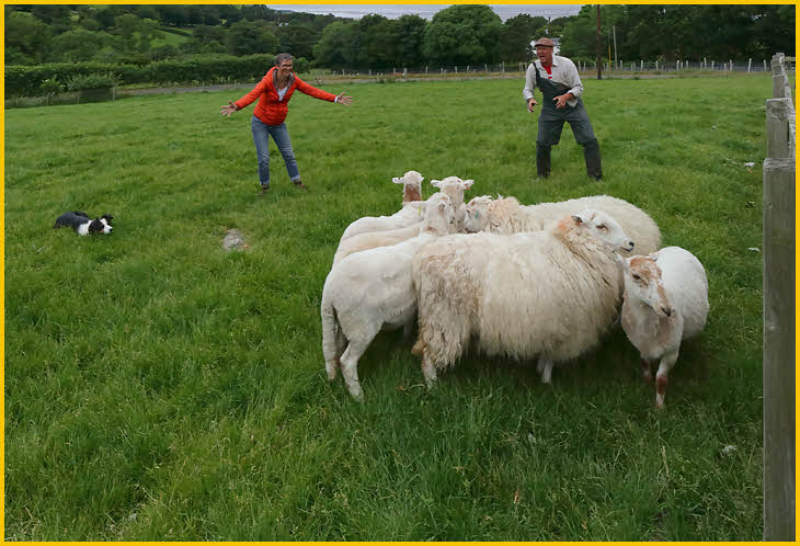 Gareth and Rhian catching a Sheep
