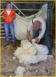 Gareth and Rhian Shearing a Sheep